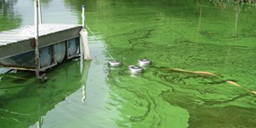 Harmful Algal Bloom Water Quality | Everything You Need To Know